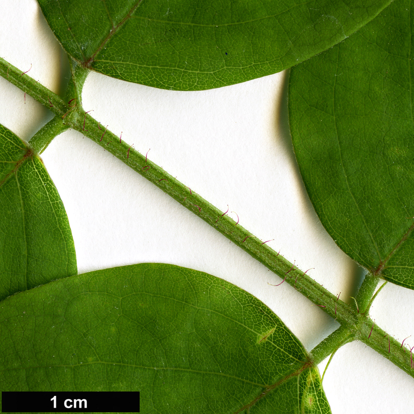 High resolution image: Family: Fabaceae - Genus: Robinia - Taxon: hispida